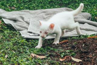Rescatan una cr a de puma albino en Colombia AP News